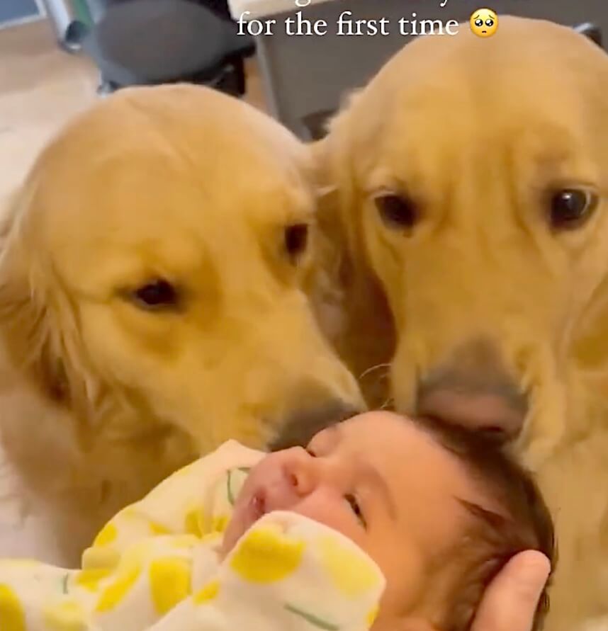 ゴールデンレトリーバー,動画