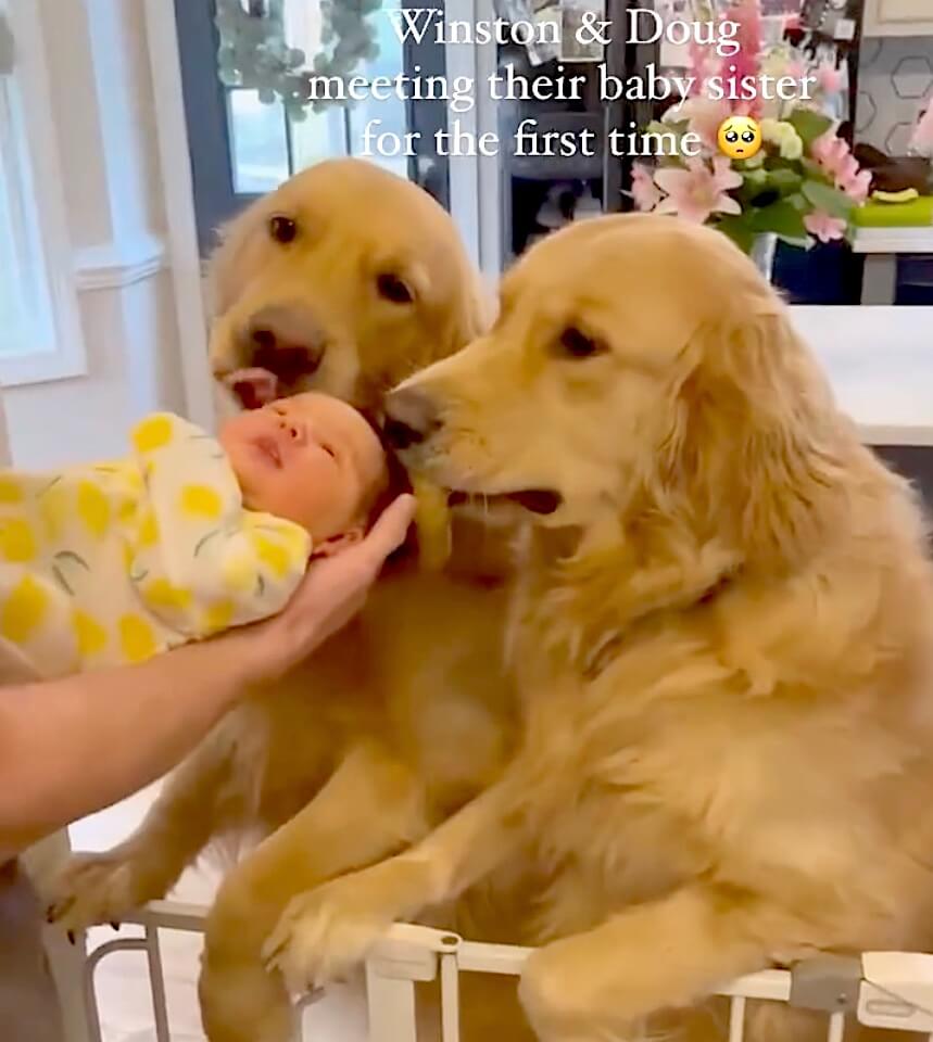 ゴールデンレトリーバー,動画