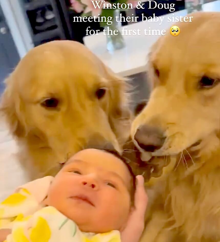 ゴールデンレトリーバー,動画