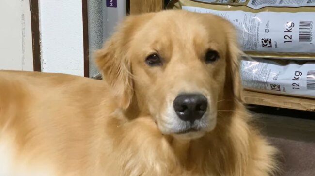 ゴールデンレトリーバー,動画