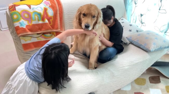 ゴールデンレトリーバー,動画