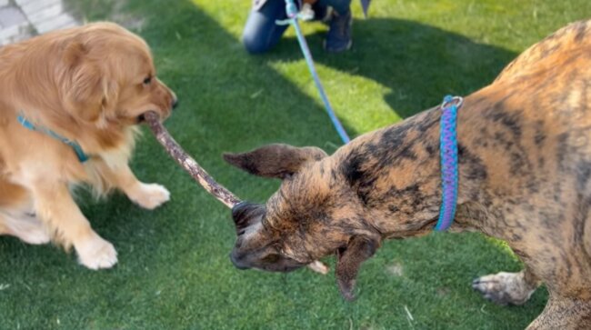 ゴールデンレトリーバー,動画