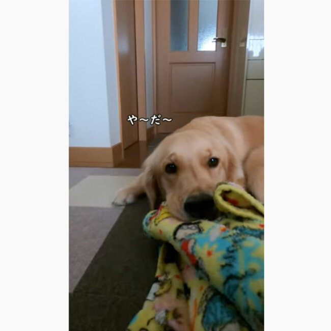 ゴールデンレトリーバー,動画