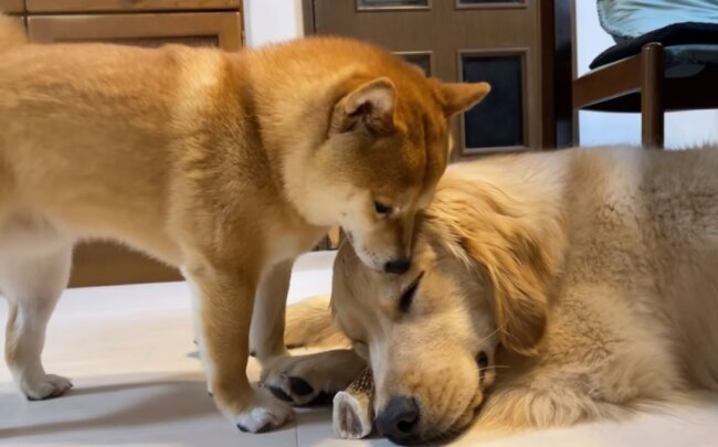 ゴールデンレトリーバー,動画