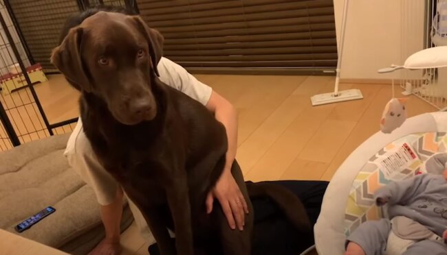 ラブラドールレトリーバー,動画
