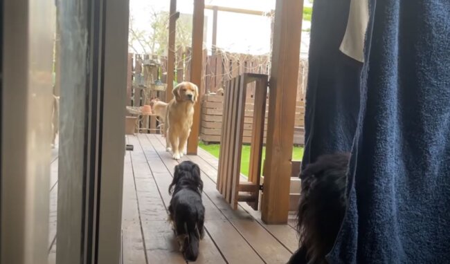 ゴールデンレトリーバー,動画