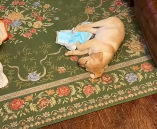 ラブラドールレトリーバー,動画