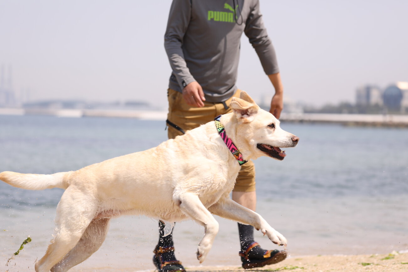 レトリーバー,ウルフギャング,リード,首輪,ハーネス