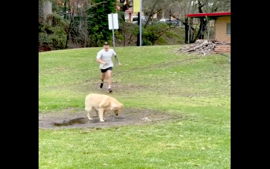 ゴールデンレトリーバー,動画