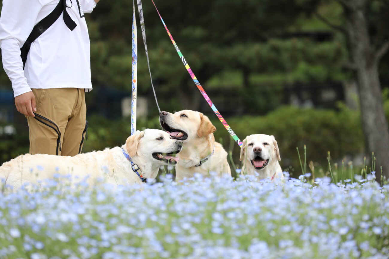 レトリーバー,ウルフギャング,リード,首輪,ハーネス