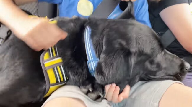 ラブラドールレトリーバー,動画