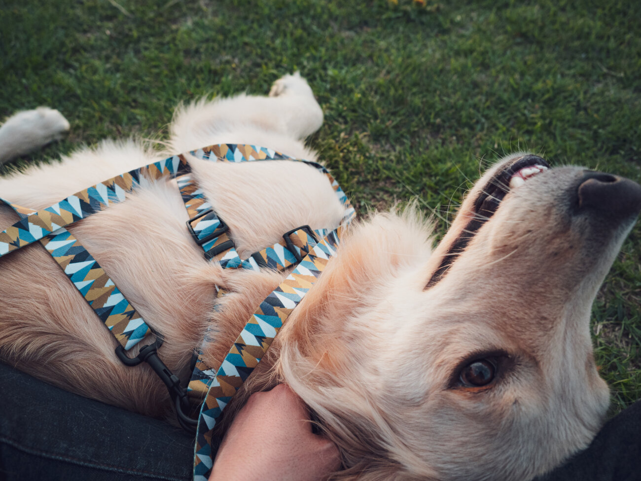 レトリーバー,ウルフギャング,リード,首輪,ハーネス