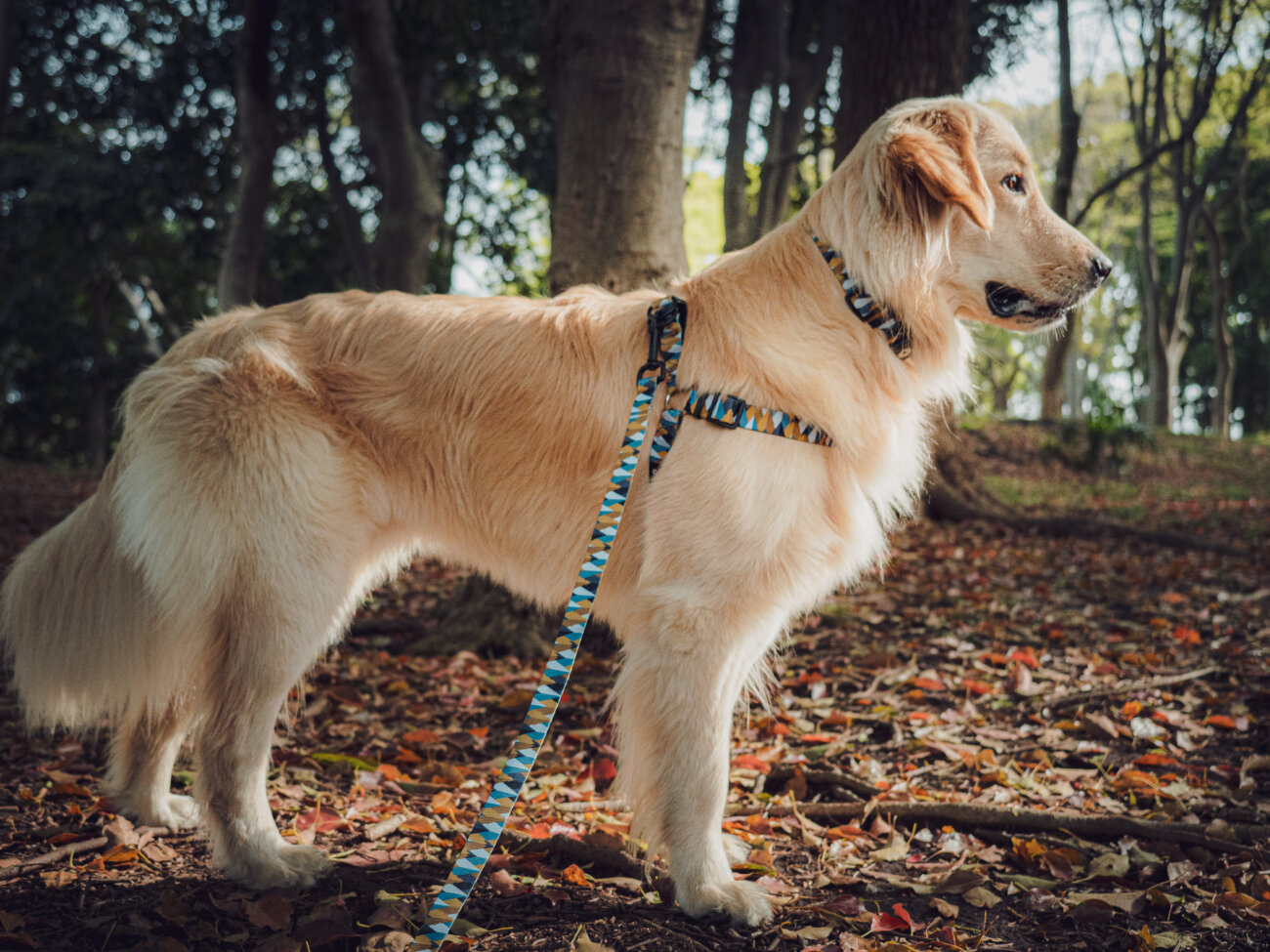 レトリーバー,ウルフギャング,リード,首輪,ハーネス