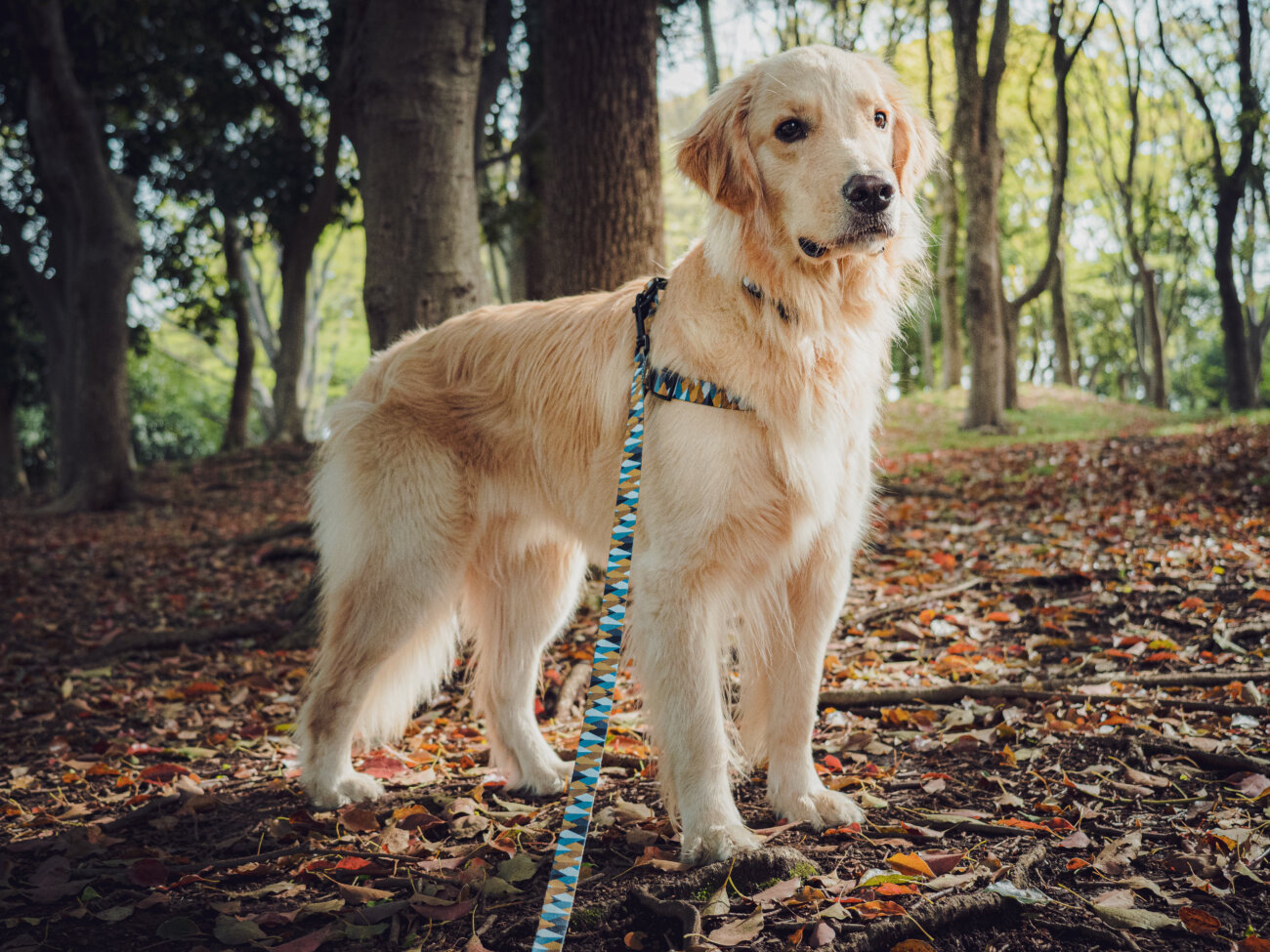 レトリーバー,ウルフギャング,リード,首輪,ハーネス