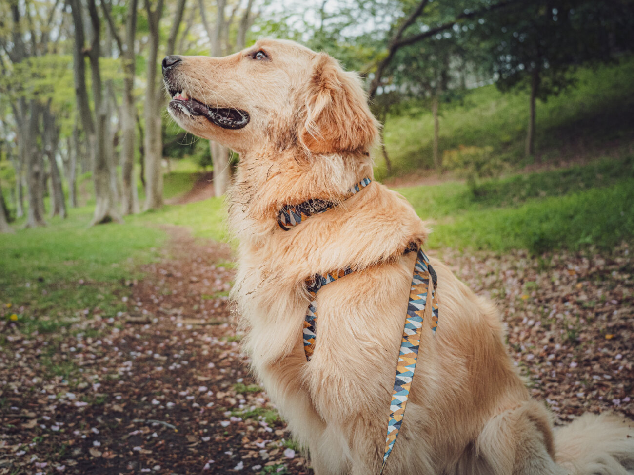 レトリーバー,ウルフギャング,リード,首輪,ハーネス