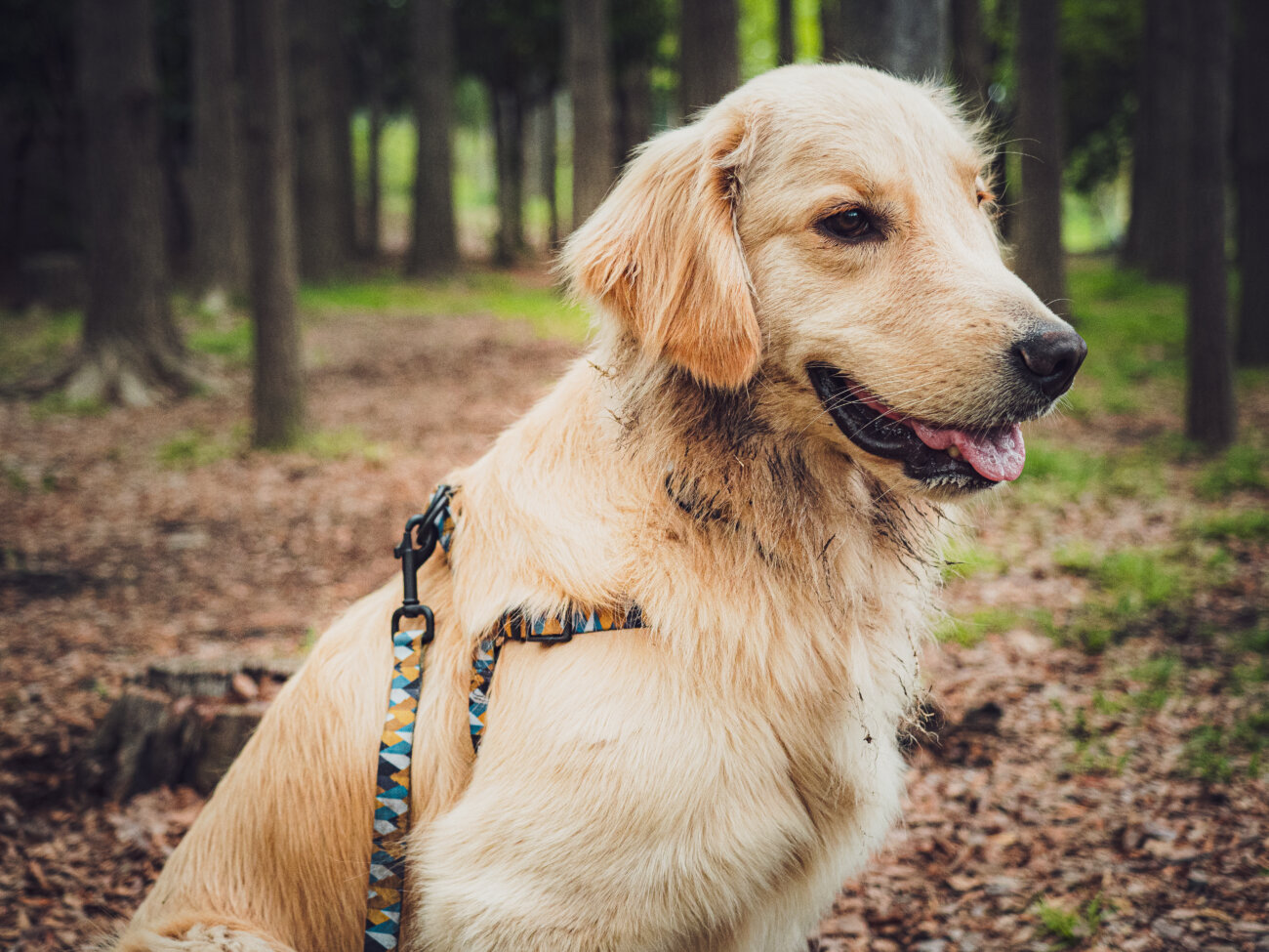 レトリーバー,ウルフギャング,リード,首輪,ハーネス