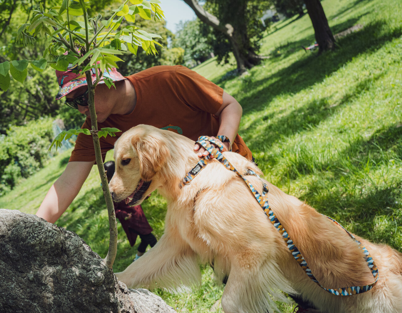 レトリーバー,ウルフギャング,リード,首輪,ハーネス