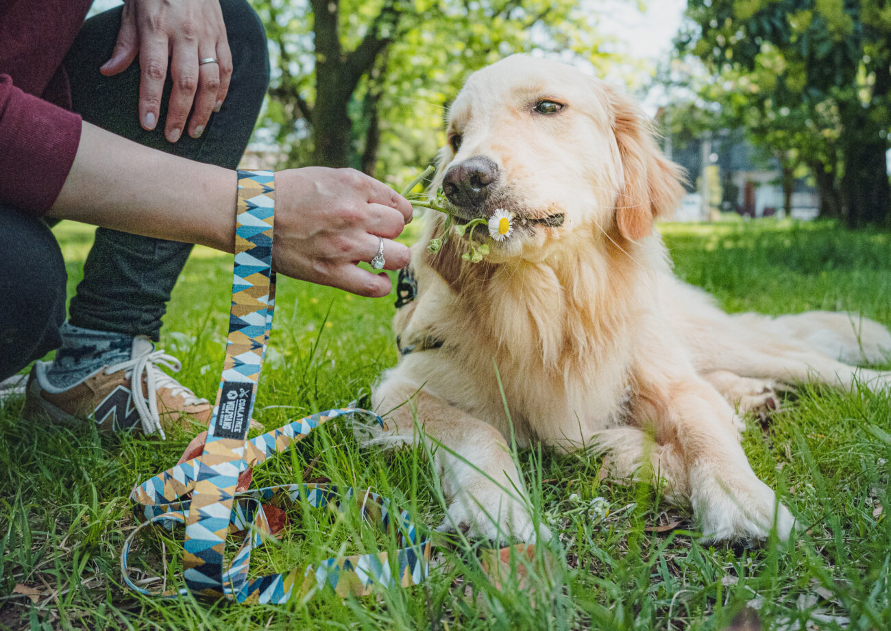 レトリーバー,ウルフギャング,リード,首輪,ハーネス