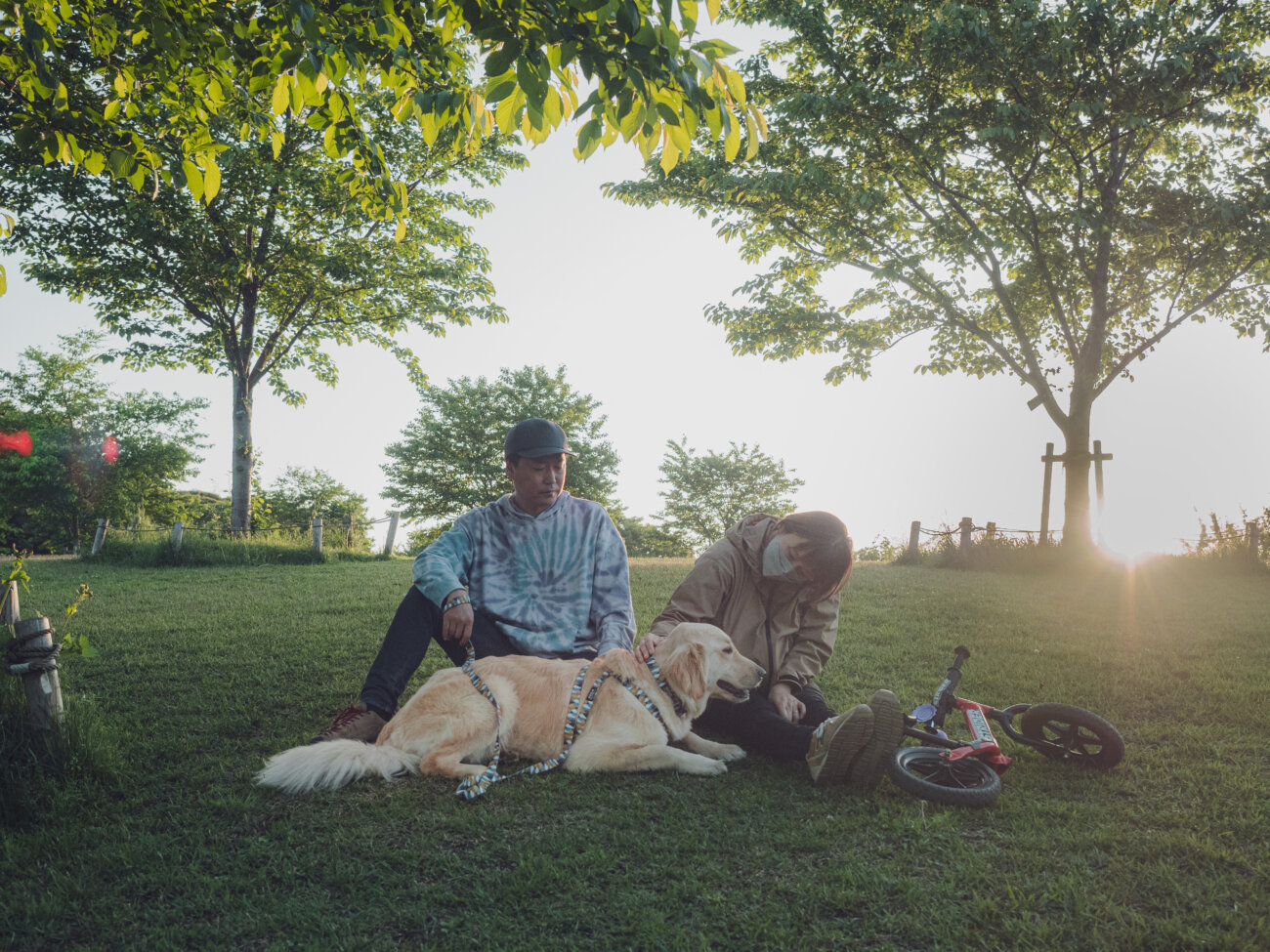 レトリーバー,ウルフギャング,リード,首輪,ハーネス