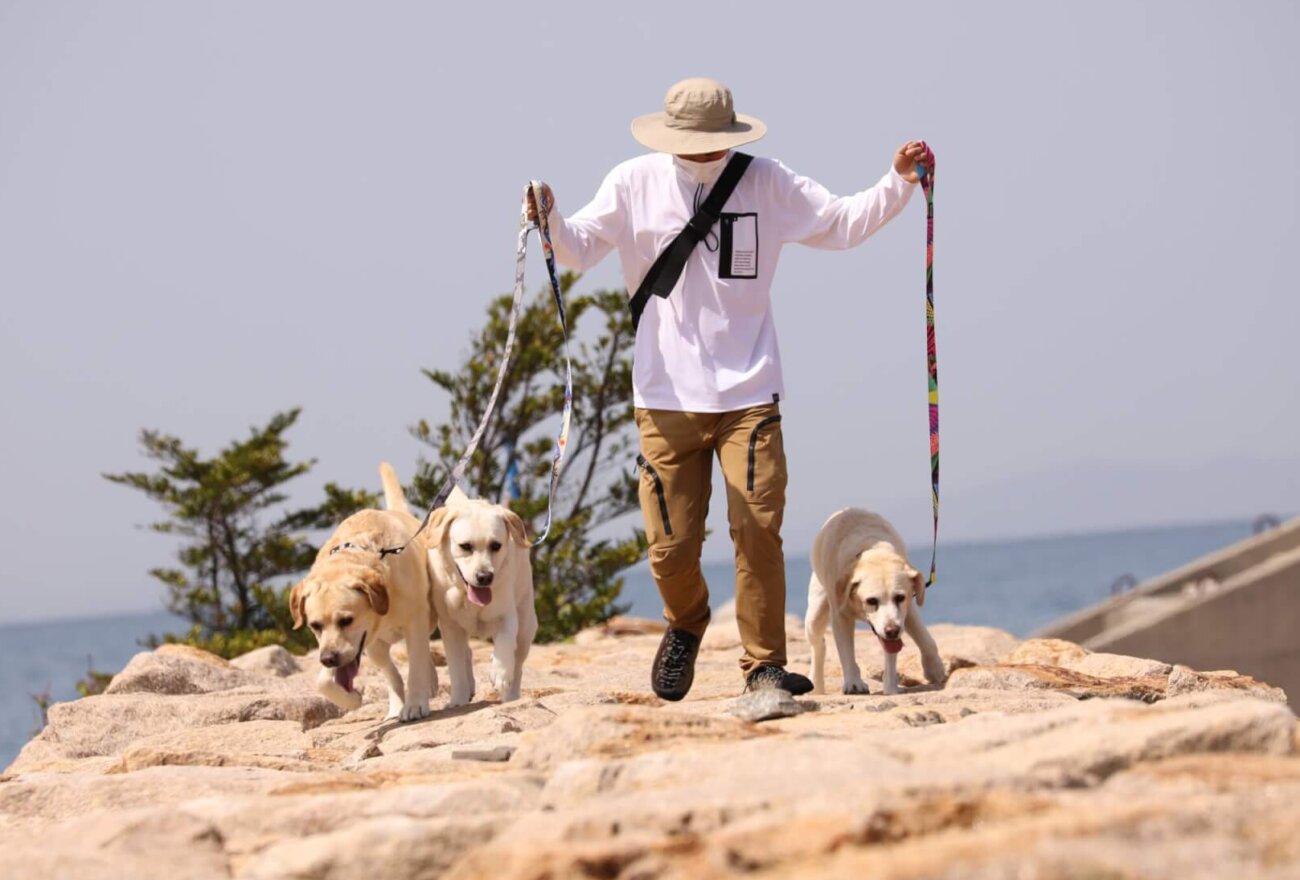 レトリーバー,ウルフギャング,リード,首輪,ハーネス