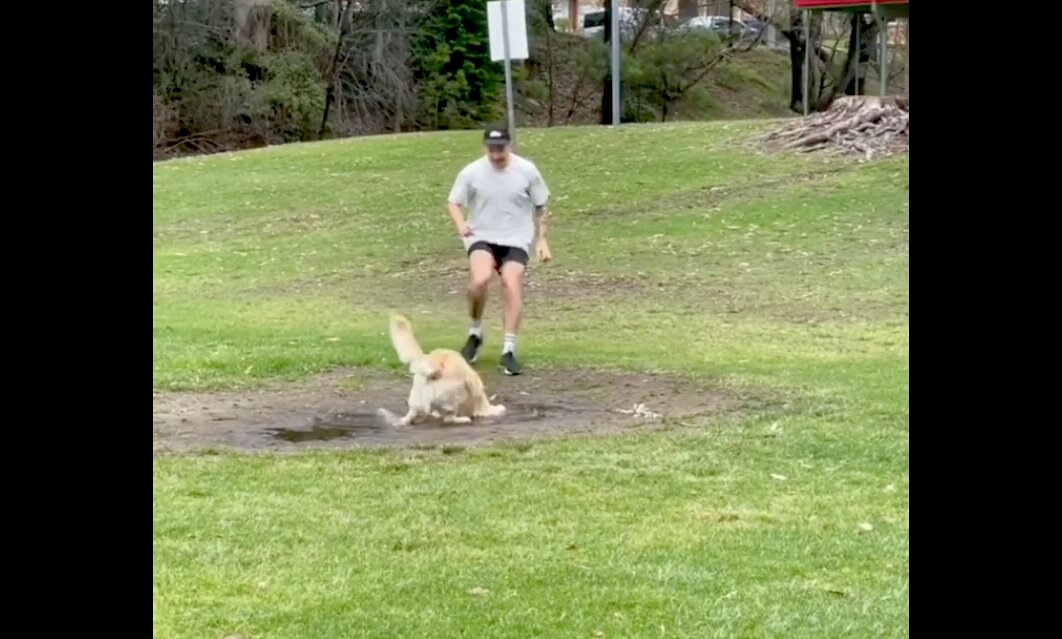 ゴールデンレトリーバー,動画