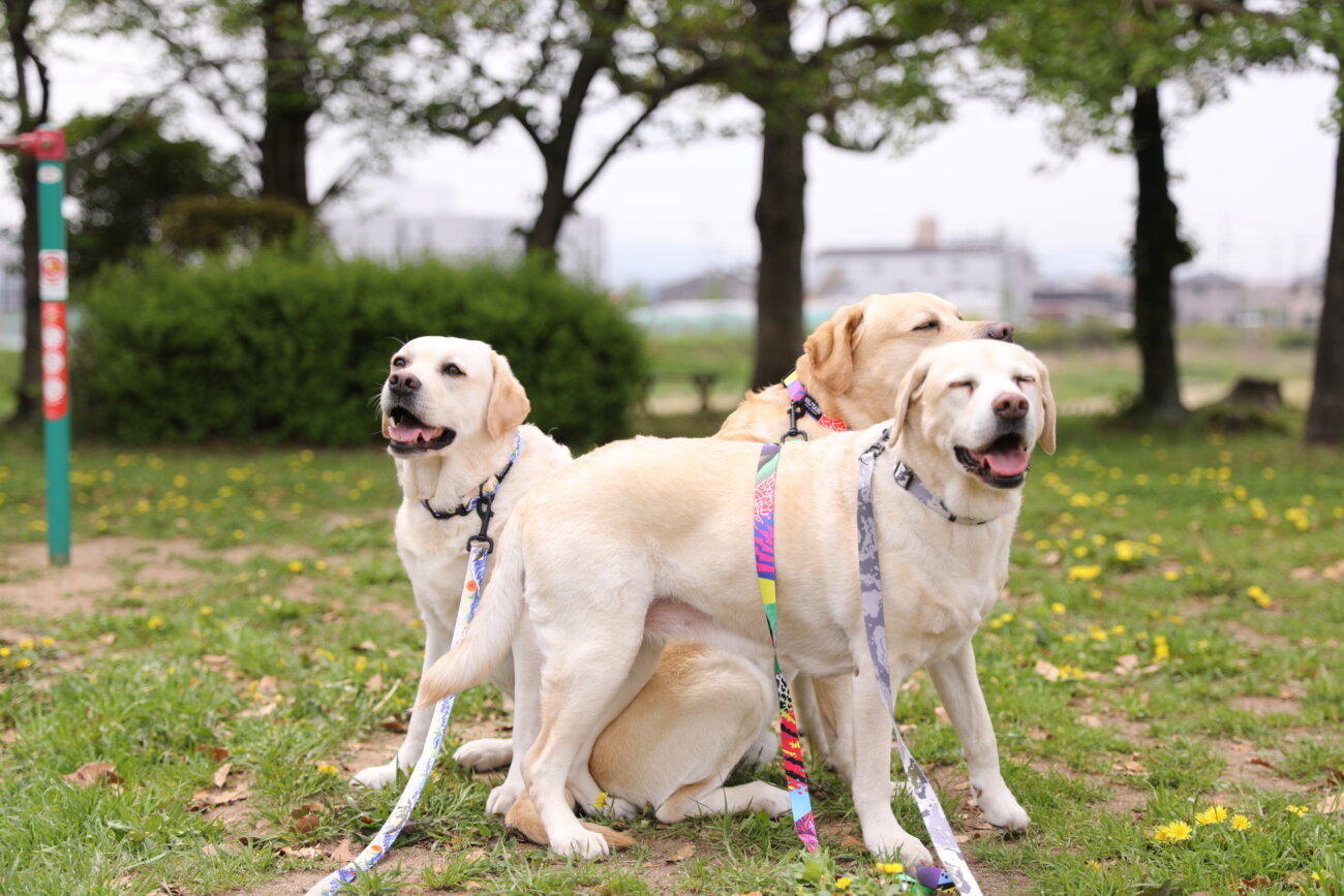 レトリーバー,ウルフギャング,リード,首輪,ハーネス