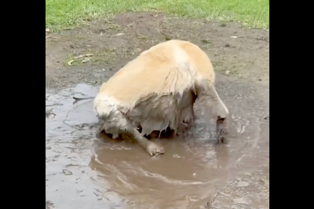 ゴールデンレトリーバー,動画