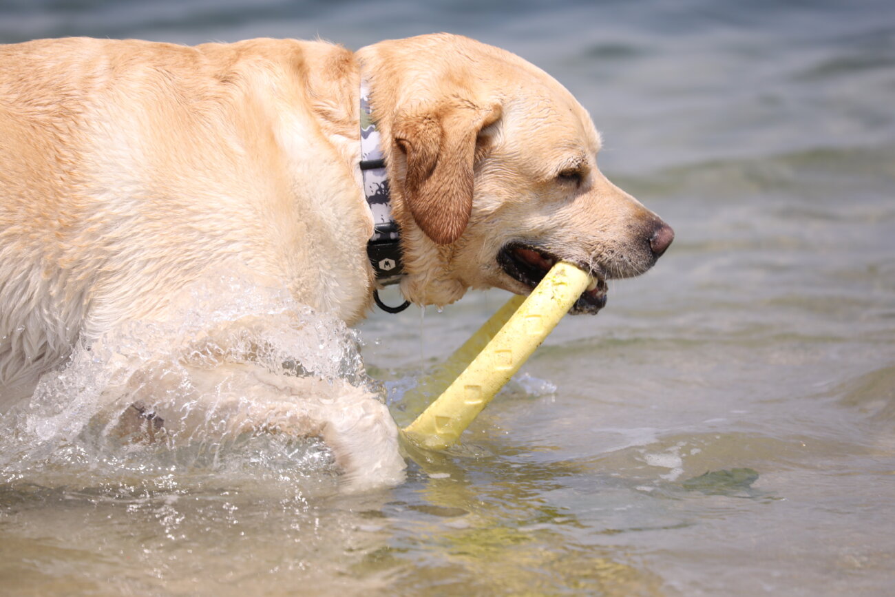 レトリーバー,ウルフギャング,リード,首輪,ハーネス