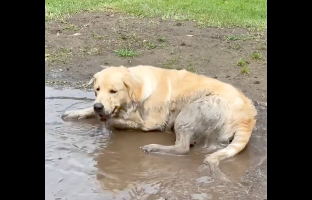 ゴールデンレトリーバー,動画