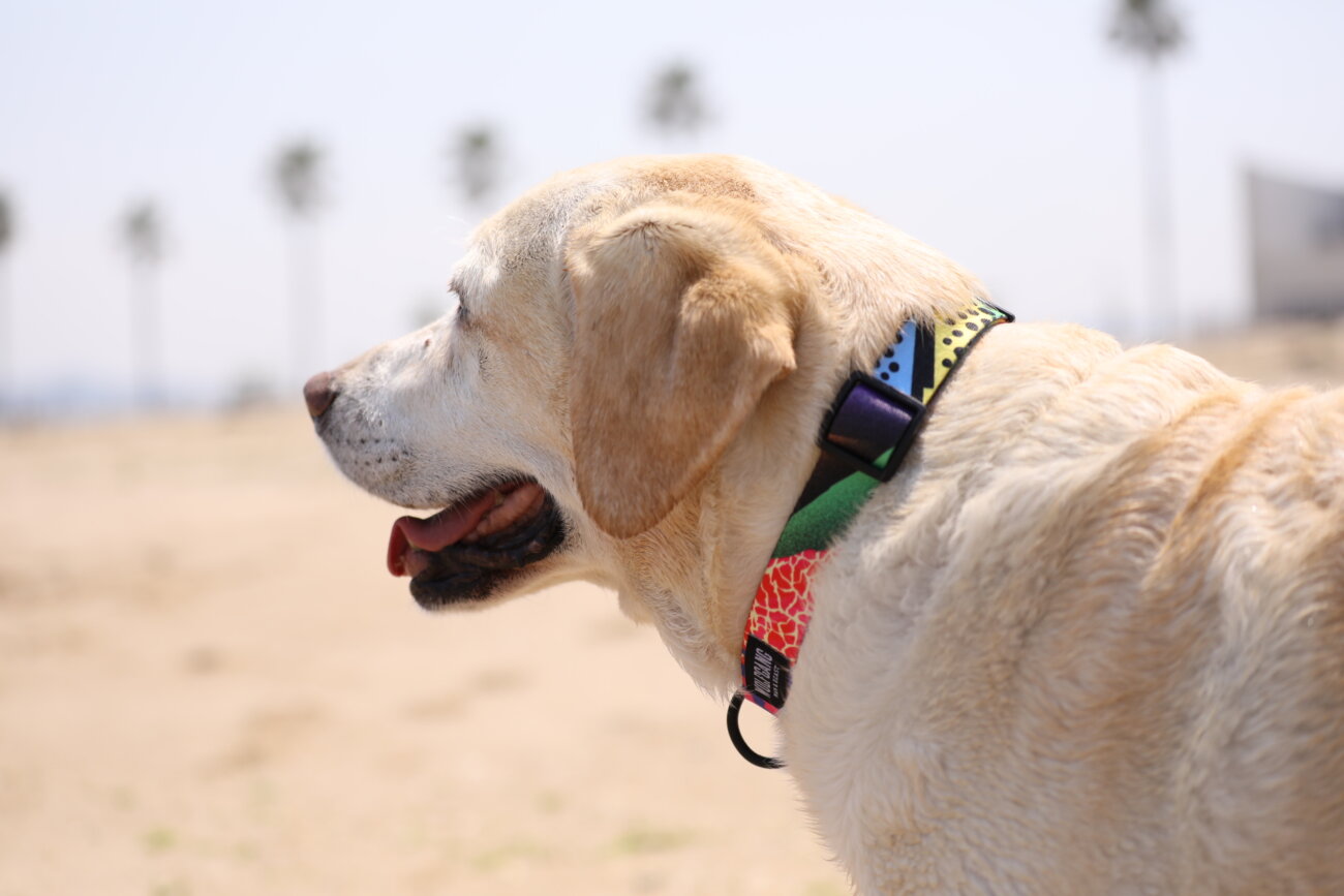 レトリーバー,ウルフギャング,リード,首輪,ハーネス