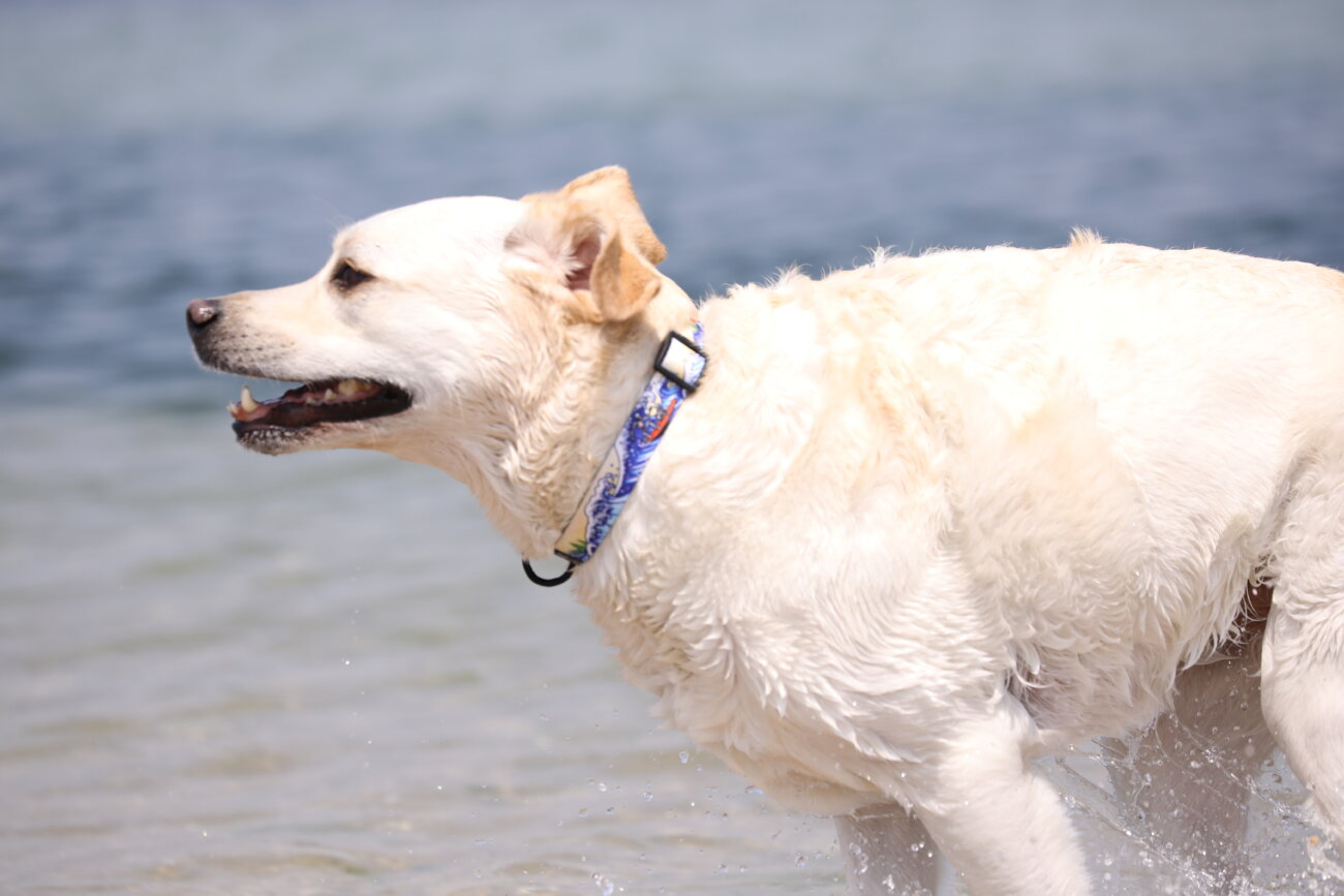 レトリーバー,ウルフギャング,リード,首輪,ハーネス