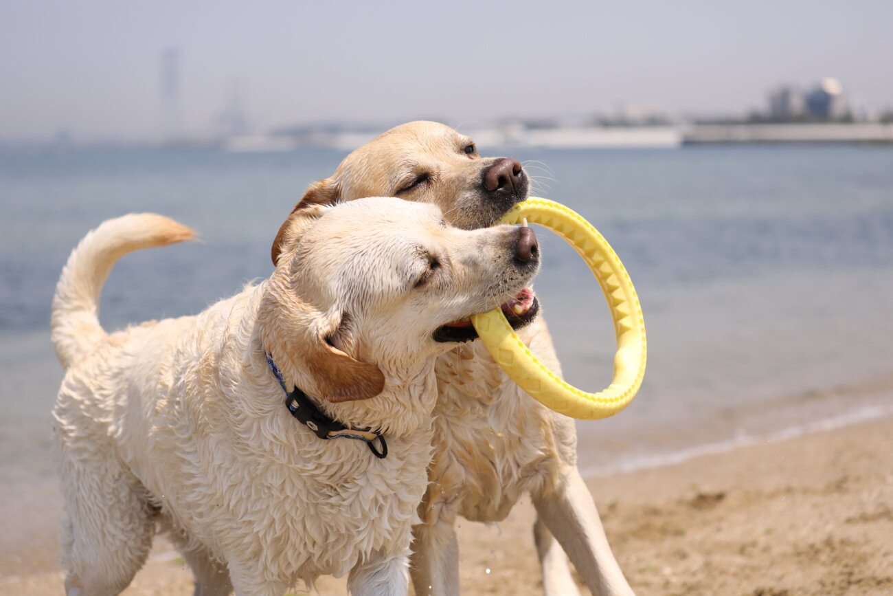 レトリーバー,ウルフギャング,リード,首輪,ハーネス