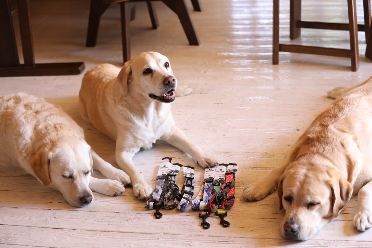 レトリーバー,ウルフギャング,リード,首輪,ハーネス