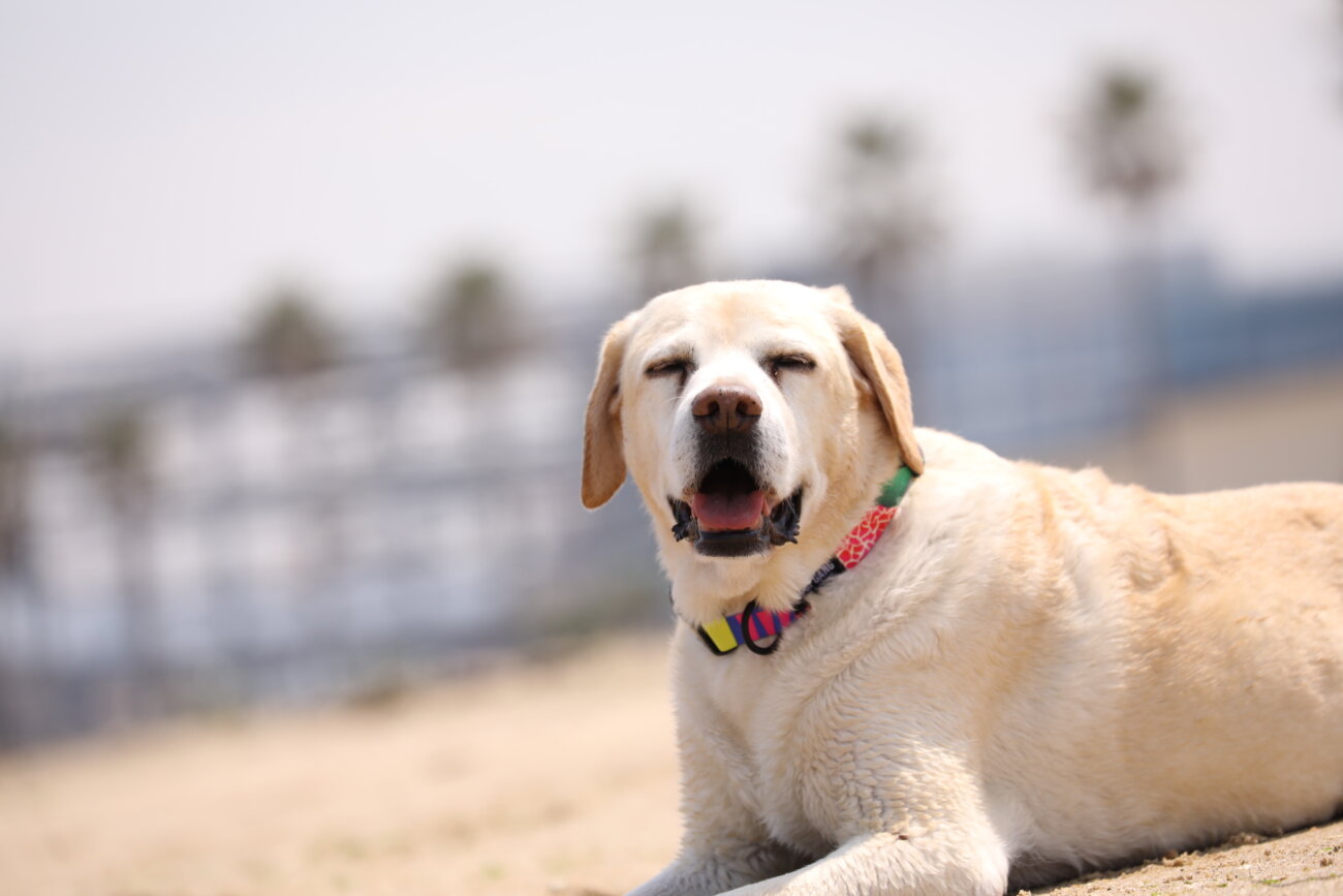 レトリーバー,ウルフギャング,リード,首輪,ハーネス