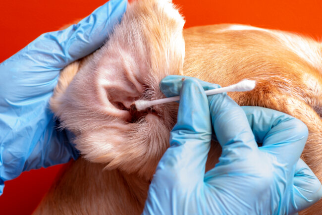 レトリーバー,レトリバー,外耳炎,ネプトラ