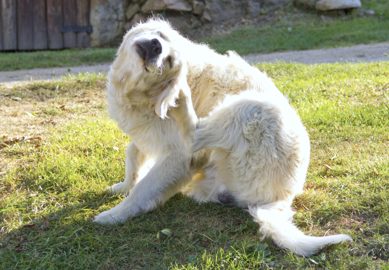 レトリーバー,レトリバー,外耳炎,ネプトラ