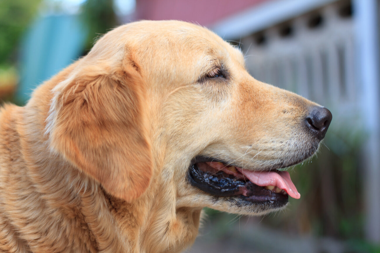 レトリーバー,レトリバー,外耳炎,ネプトラ
