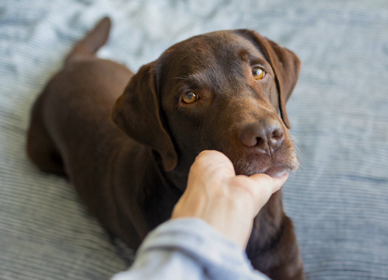 レトリーバー,レトリバー,外耳炎,ネプトラ