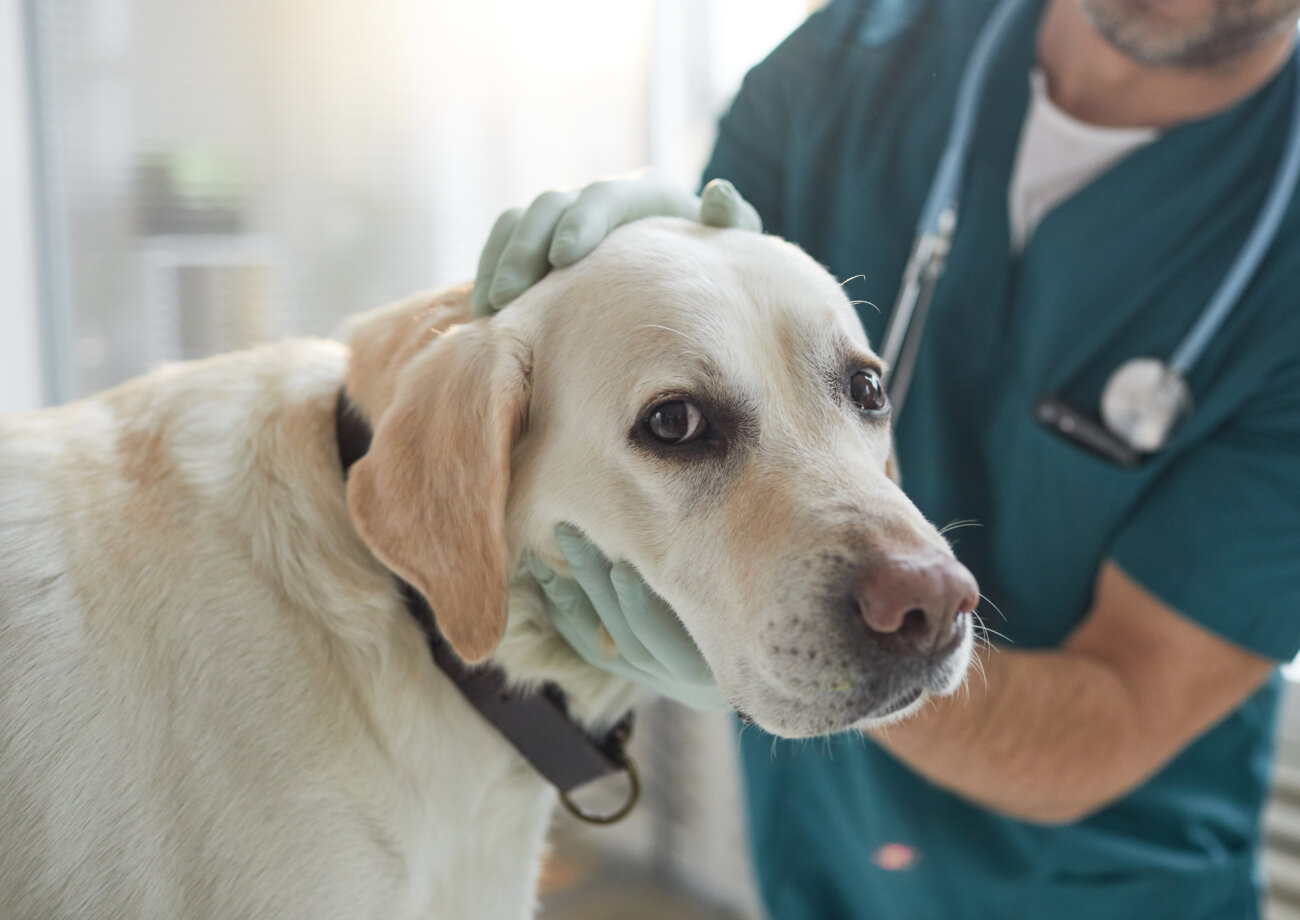 レトリーバー,レトリバー,外耳炎,ネプトラ