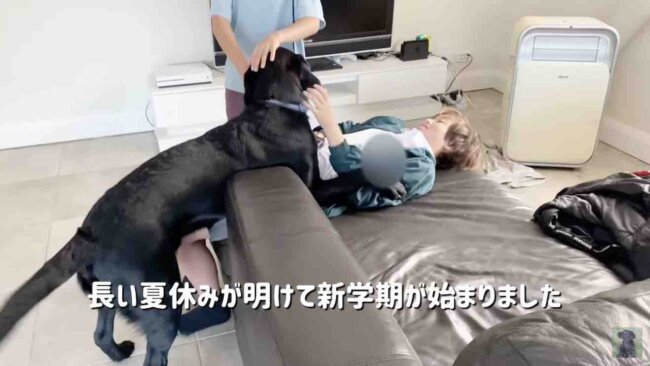 ラブラドールレトリーバー,動画