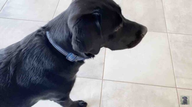 ラブラドールレトリーバー,動画