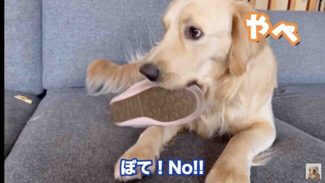 ゴールデンレトリーバー,動画