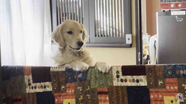 ゴールデンレトリーバー,動画