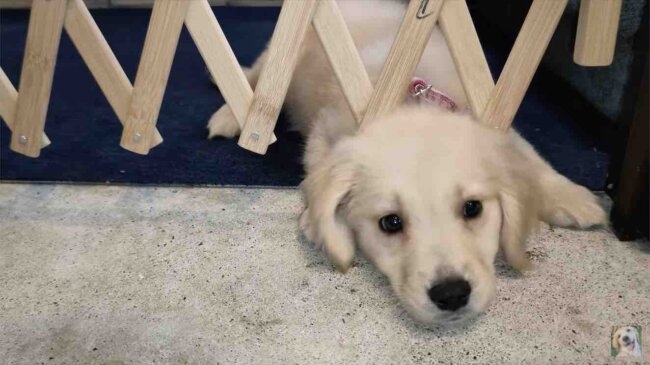 ゴールデンレトリーバー,動画