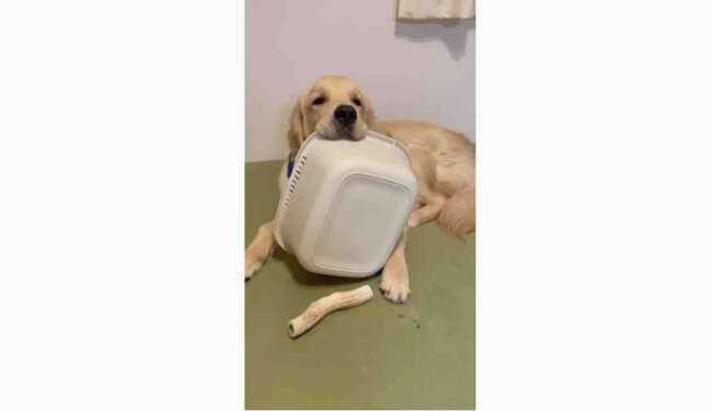 ゴールデンレトリーバー,動画