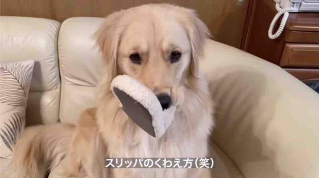 ゴールデンレトリーバー,動画