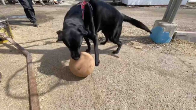 ラブラドールレトリーバー,動画