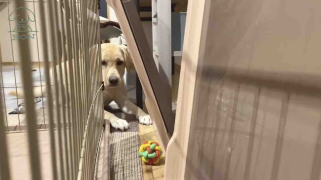 ラブラドールレトリーバー,動画