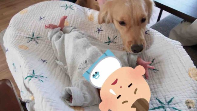 ゴールデンレトリーバー,動画