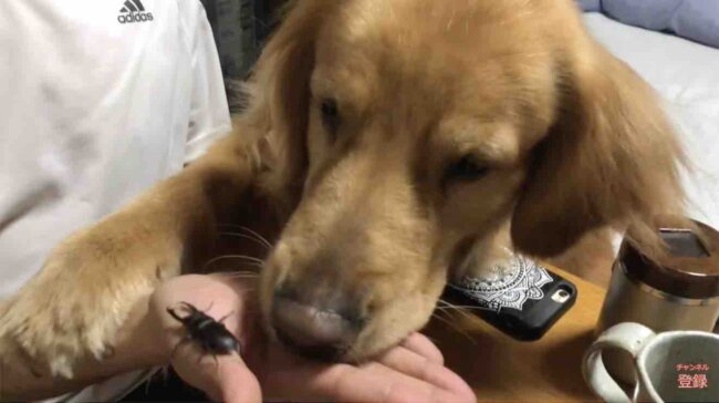 ゴールデンレトリーバー,動画